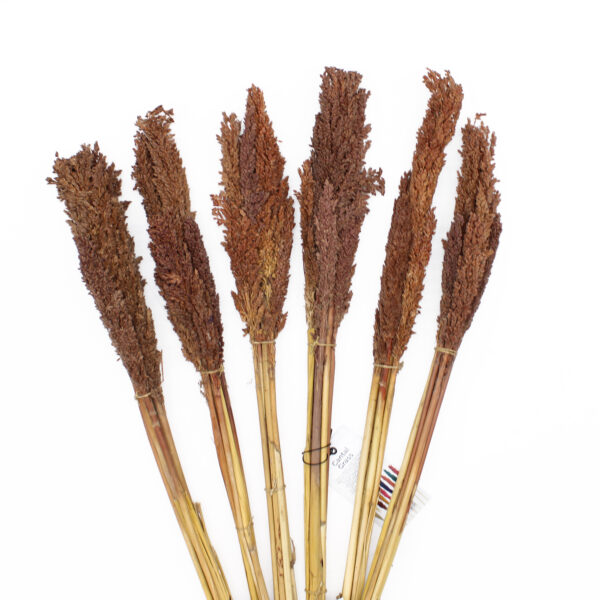 Manojo de Hierba Cantal - Chocolate - Imagen 2